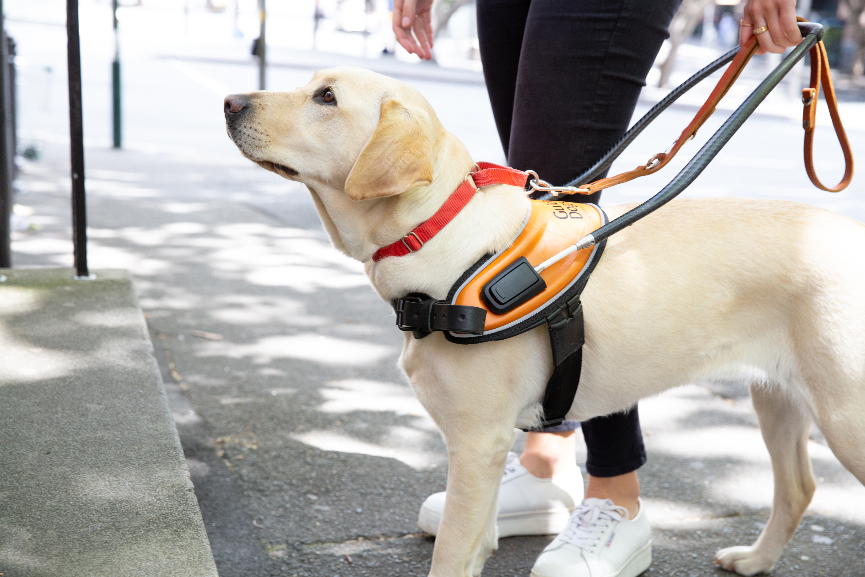 A Guide Dog wearing a harness