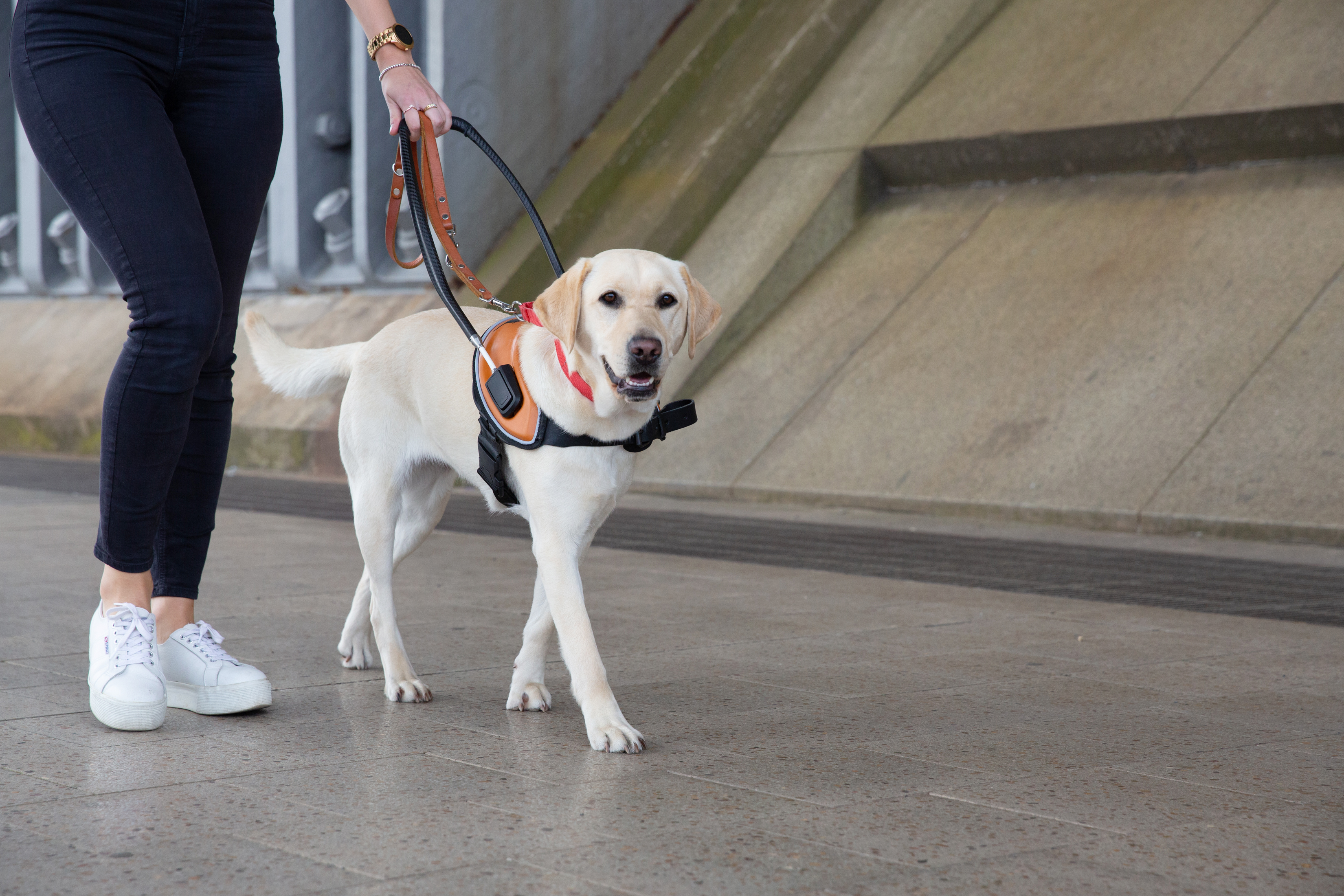 A Guide Dog walking with a harness