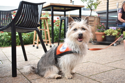 A Lions Hearing Dog - wearing an identifying coat and lead
